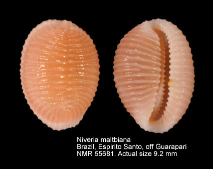 Niveria maltbiana (3).jpg - Niveria maltbiana (Schwengel & McGinty,1942)